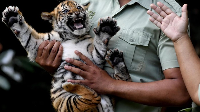 BAYI HARIMAU SUMATERA TAMAN SAFARI PRIGEN Perawat satwa menggendong dua bayi Harimau Sumatera (Panthera tigris sumatrae) saat pemberian nama bayi tersebut pada peringatan Hari Harimau Sedunia di Taman Safari Prigen, Pasuruan, Jawa Timur, Kamis (29/7/2021). Dua bayi Harimau Sumatera yang lahir pada 4 Mei 2021 dan berjenis kelamin betina itu diberi nama Isyana dan Aura, dan menambah koleksi Harimau Sumatera di Taman Safari Prigen menjadi empat ekor. ANTARA FOTO/Zabur Karuru/rwa.