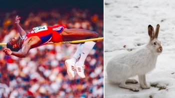 Lompatan tertinggi. Rekor manusia: 2,45 meter oleh Javier Sotomayor asal Kuba. Rekor hewan: 5,7 meter oleh kelinci ekor putih. Foto: Sciece Focus
