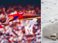 9 Hewan Olimpiade yang Pecahkan Rekor Manusia