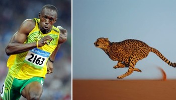 Sprinter tercepat. Rekor manusia: 44,72km/jam oleh Usain Bolt (AS). Rekor hewan: 114,5km/jam oleh Cheetah. Foto: Sciece Focus