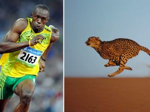 9 Hewan Olimpiade yang Pecahkan Rekor Manusia