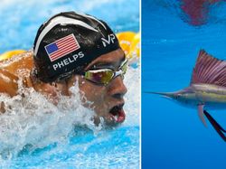 9 Hewan Olimpiade yang Pecahkan Rekor Manusia