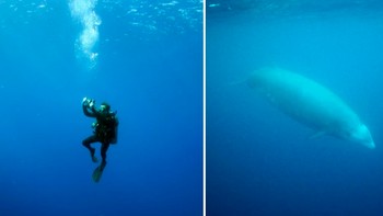 Penyelam terdalam. Rekor manusia: 332 meter oleh Ahmed Gabr asal Mesir. Rekor hewan: 2.992 meter oleh paus berparuh Cuvier. Foto: Sciece Focus