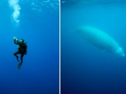 9 Hewan Olimpiade yang Pecahkan Rekor Manusia