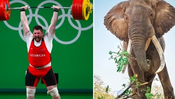 Angkat berat. Rekor manusia: 485 kg oleh Lasha Talakhadze asal Georgia. Rekor hewan: 1.000 kg oleh gajah Afrika. Foto: Sciece Focus
