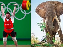 9 Hewan Olimpiade yang Pecahkan Rekor Manusia