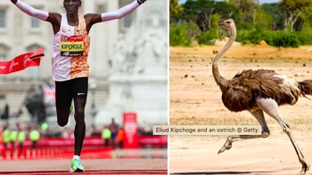 Pelari marathon. Rekor manusia: 2 jam 01 menit 39 detik oleh Eliud Kipchoge asal Kenya. Rekor hewan: 45 menit oleh burung unta.Foto: Sciece Focus