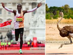 9 Hewan Olimpiade yang Pecahkan Rekor Manusia