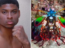 9 Hewan Olimpiade yang Pecahkan Rekor Manusia