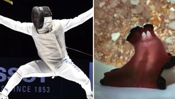 Anggar (Fencing). Rekor terbaik manusia dipegang oleh Daniele Garozzo asal Italia yang memenangkan medali emas di Olimpiade 2016. Rekor terbaik hewan oleh cacing pipih (flatworm) yang melakukan fencing dengan penis mereka. Foto: Sciece Focus