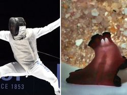 9 Hewan Olimpiade yang Pecahkan Rekor Manusia