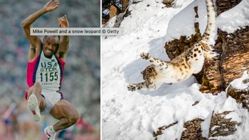 Pelompat terpanjang. Rekor manusia: 8,95 meter oleh Mike Powell asal AS. Rekor hewan: 15 meter oleh macan tutul salju (snow leopard). Foto: Sciece Focus