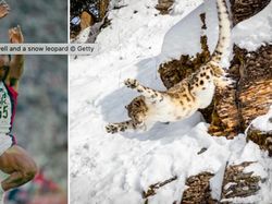 9 Hewan Olimpiade yang Pecahkan Rekor Manusia