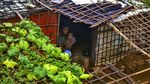 Lara Pengungsi Rohingya Diterjang Longsor hingga Banjir