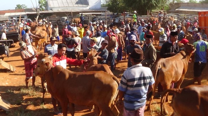 Pasar hewan sumenep dibuka, pedagang abai prokes