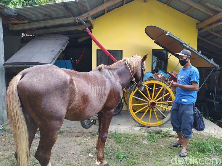 Potret Miris Kusir Andong Candi Borobudur yang Kesulitan Akibat Pandemi