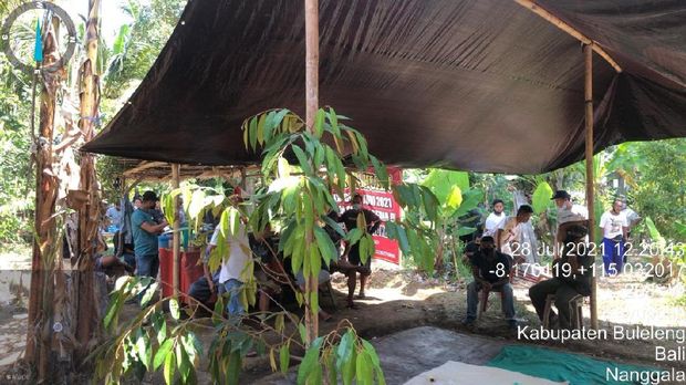 Seorang pria di Buleleng, Bali, bernama Ketut Budi Arjana diamankan aparat karena menggelar judi sambung ayam saat kasus COVID-19 melonjak hampir sebulan. (dok Satpol PP)