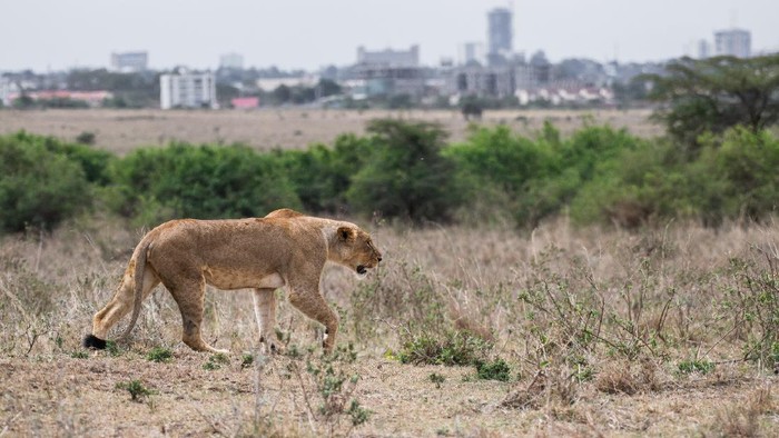 Female lion walking at Nairobi national park in middle of city. The city is background.