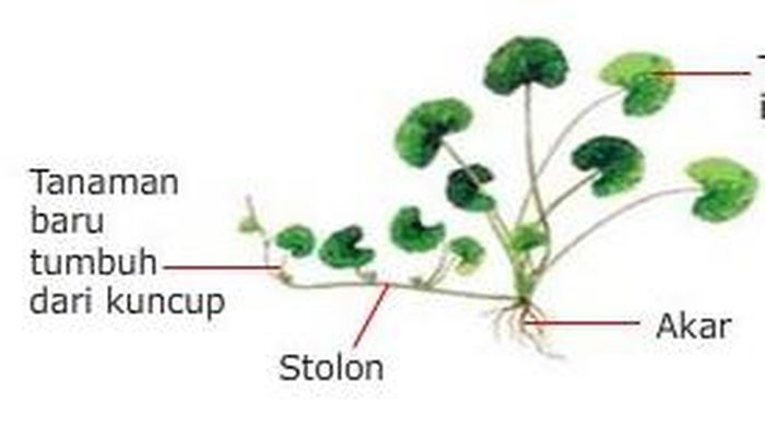 Tumbuhan yang berkembang biak dengan stolon