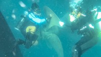 Dalam aksi bersih-bersih dilakukan pengecekan Propeller (baling-baling) KRI Bima Suci di Dermaga Pelni Labuan Bajo, Manggarai Barat, Nusa Tenggara Timur, Kamis (29/7/2021)