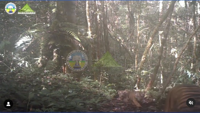 Harimau Sumatera di Taman Nasional Gunung Leuser
