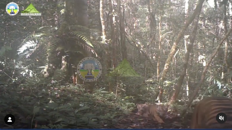 Harimau Sumatera di Taman Nasional Gunung Leuser Harimau Sumatera di Taman Nasional Gunung Leuser