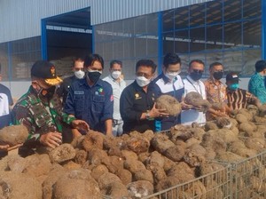 Mentan Ungkap Jokowi Ingin Ada Pabrik Beras Porang
