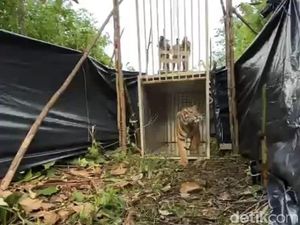 Pelepasliaran Harimau yang Sebelumnya Bikin Resah Pekerja Sawit