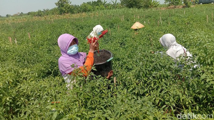 Petani cabai di Desa Kesambi Kecamatan Mejobo, Kabupaten Kudus, Jumat (30/7/2021).