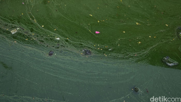 Air berwarna hijau pekat masih tetap menjadi “lautan” di Kampung Apung, Cengkareng, Jakarta Barat, Kamis (29/7/2021). Puluhan tahun warga di sini harus hidup mengapung meski bukan berada di Kawasan pesisir laut Jakarta.
