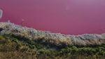 Saat Danau di Argentina Berwarna Pink Gegara Limbah