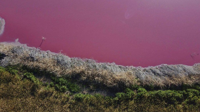 Danau di Argentina berubah warna jadi pink. Ahli dan aktivis lingkungan pun salahkan polusi dari limbah bahan kimia yang kerap digunakan untuk awetkan udang.