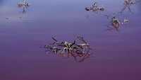 Limbah yang mencemari danau itu pun membuat warna air di danau tersebut berubah warna.