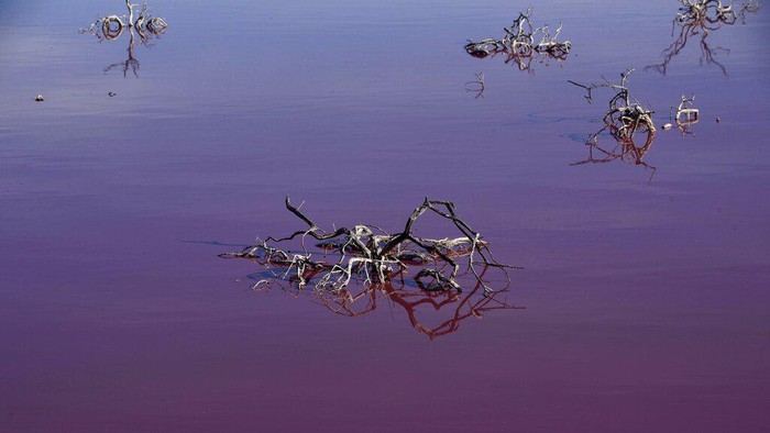 Danau di Argentina berubah warna jadi pink. Ahli dan aktivis lingkungan pun salahkan polusi dari limbah bahan kimia yang kerap digunakan untuk awetkan udang.