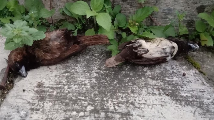 Sejumlah burung pipit di Sukabumi mati misterius