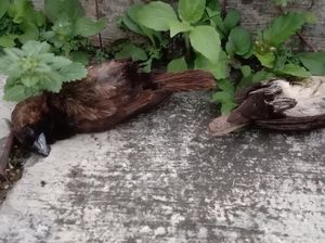 Kata Disnak Sukabumi soal Heboh Belasan Pipit Mati Misterius
