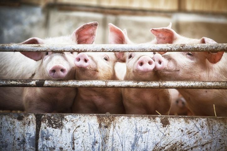 Awal Mula Diharamkannya Daging Bagi Umat Muslim