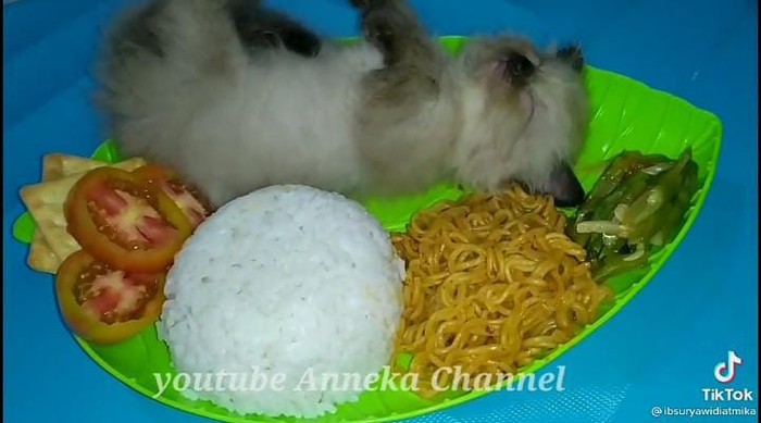 Nasi Kucing Beneran Kreatif! Netizen Bikin Nasi Kucing yang Beda dengan di Angkringan