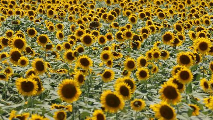 Kebun bunga matahari yang berada di Kasaoka, Jepang, ramai dikunjungi wisatawan. Mereka datang untuk melihat pemandangan jutaan bunga matahari yang bermekaran.