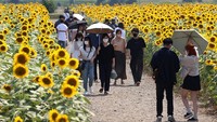 Melansir Getty Images, sekitar satu juga bunga matahari bermekaran di ladang tersebut.