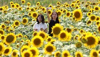 Sejumlah pengunjung berfoto di tengah lautan bunga matahari yang bermekaran di Kasaoka, Jepang, Sabtu (31/7/2021).