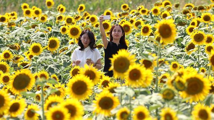 Cantiknya Jutaan Bunga Matahari yang Bermekaran di Jepang Kebun bunga matahari yang berada di Kasaoka, Jepang, ramai dikunjungi wisatawan. Mereka datang untuk melihat pemandangan jutaan bunga matahari yang bermekaran.