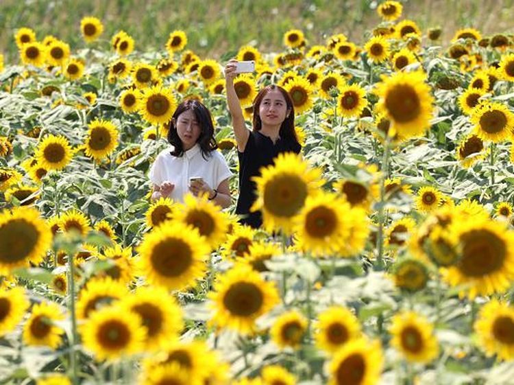 Cantiknya Jutaan Bunga Matahari yang Bermekaran di Jepang