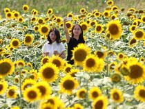 Wisatawan Jepang Jadi Wisatawan Paling Sopan di Dunia, AS Paling Royal