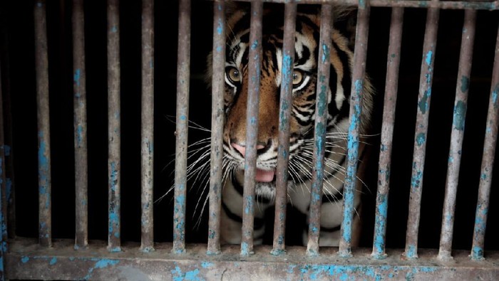 Harimau di Taman Margasatwa Ragunan positif Corona (Dok. FB Anies Baswedan)