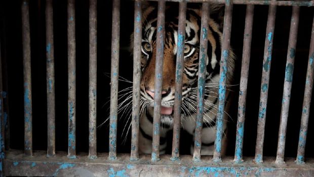 Harimau di Taman Margasatwa Ragunan positif Corona (Dok. FB Anies Baswedan)