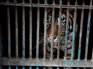 Kronologi 2 Harimau Sumatera di Ragunan Terpapar Corona hingga Sehat Lagi