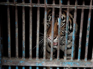 Seperti Harimau Ragunan, Ini Deretan Kisah Hewan di Dunia Positif Corona