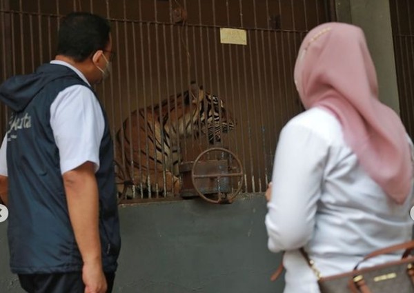 Sekitar tiga minggu lalu, perawat satwa di Ragunan memperhatikan bahwa Hari dan Tino tampak sakit dan bergejala seperti COVID, yaitu flu, lemas dan sesak napas. TMR langsung bertindak cepat, memanggil petugas swab paling berani sedunia untuk mengambil sampel swab Hari dan Tino dan mengirimkannya ke Laboratorium Bioteknologi milik Pusat Studi Satwa Primata, Institut Pertanian Bogor. Ternyata hasil tes PCR menunjukkan Hari dan Tino positif COVID-19, jelasnya. Sekitar tiga minggu lalu, perawat satwa di Ragunan memperhatikan bahwa Hari dan Tino tampak sakit dan bergejala seperti COVID, yaitu flu, lemas dan sesak napas. TMR langsung bertindak cepat, memanggil petugas swab paling berani sedunia untuk mengambil sampel swab Hari dan Tino dan mengirimkannya ke Laboratorium Bioteknologi milik Pusat Studi Satwa Primata, Institut Pertanian Bogor. Ternyata hasil tes PCR menunjukkan Hari dan Tino positif COVID-19, jelasnya.