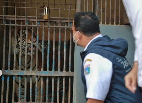 Ternyata Gubernur DKI Jakarta menyempatkan datang menjenguk warga tak baisanya ini. Kunjungannya pun dia bagikan dalam laman Instagramnya yang juga diposting oleh akun Ragunan Zoo. Anies mengatakan bahwa kondisi dua ekor warganya ini sudah membaik. Ternyata Gubernur DKI Jakarta menyempatkan datang menjenguk warga tak baisanya ini. Kunjungannya pun dia bagikan dalam laman Instagramnya yang juga diposting oleh akun Ragunan Zoo. Anies mengatakan bahwa kondisi dua ekor warganya ini sudah membaik.
